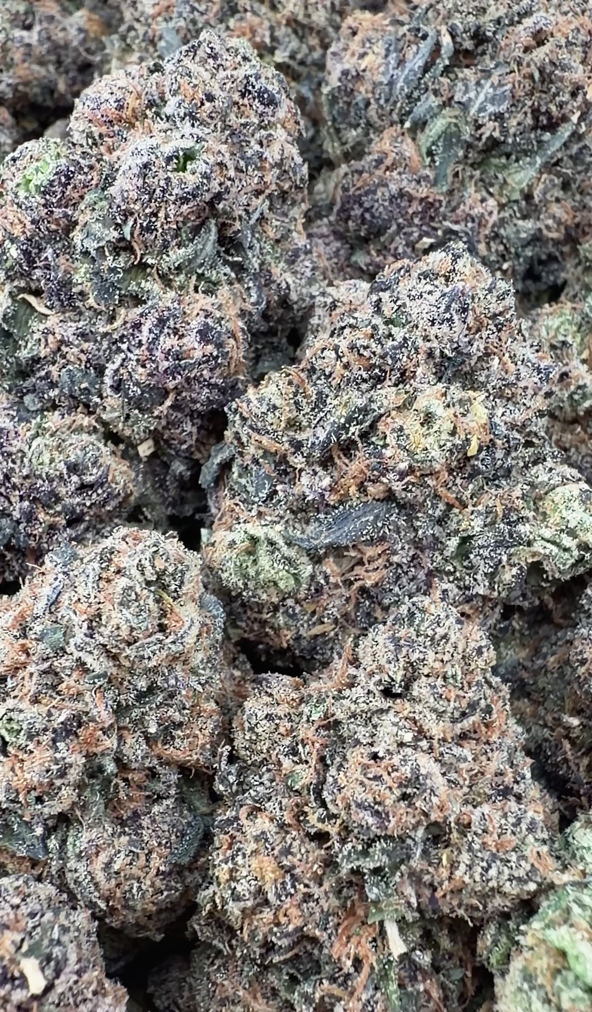 BOGO Bulk: Buy HP get QP 🍃Mochi Gelato