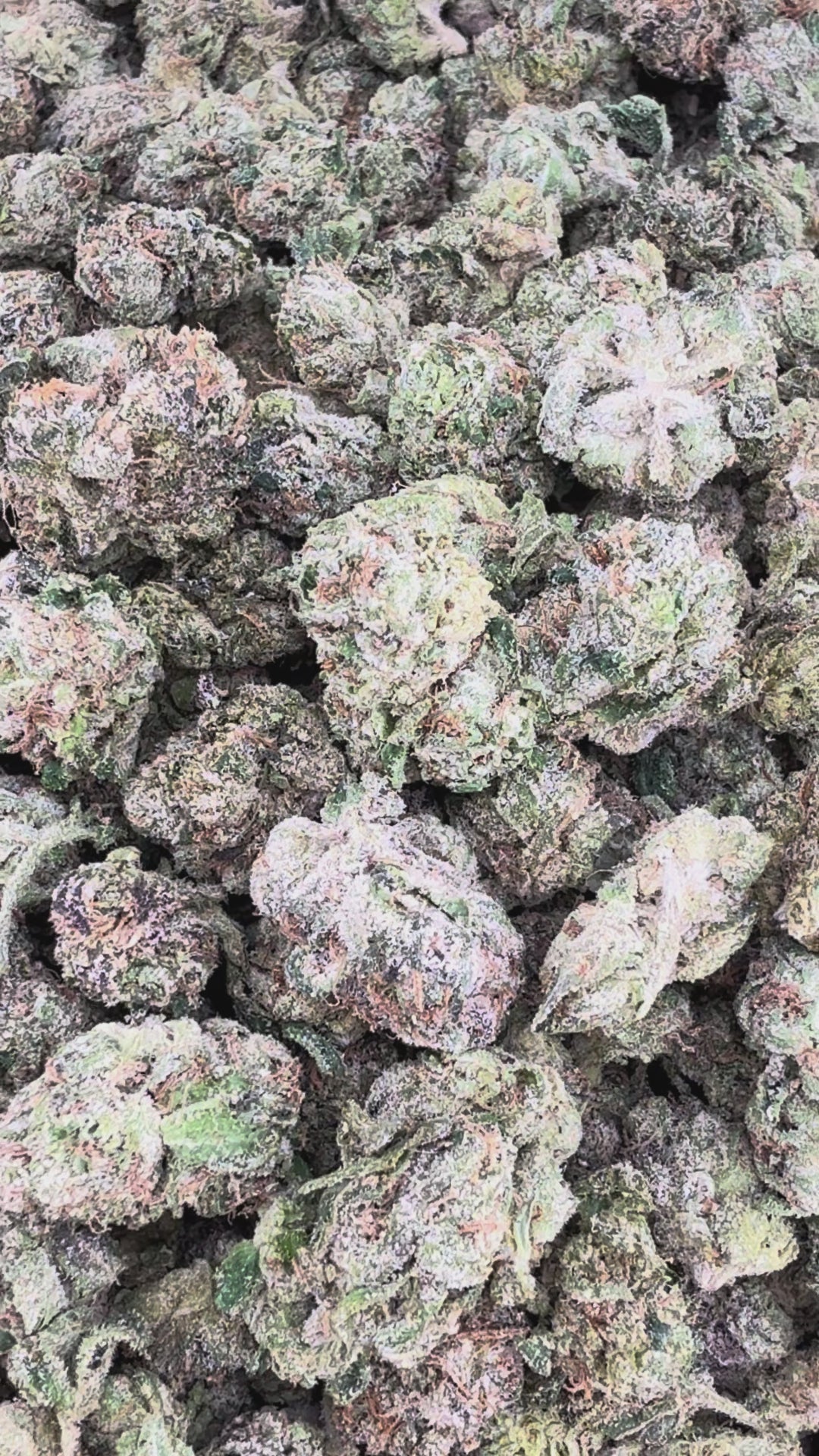 Black Cherry Gelato THCa Exotic Smalls