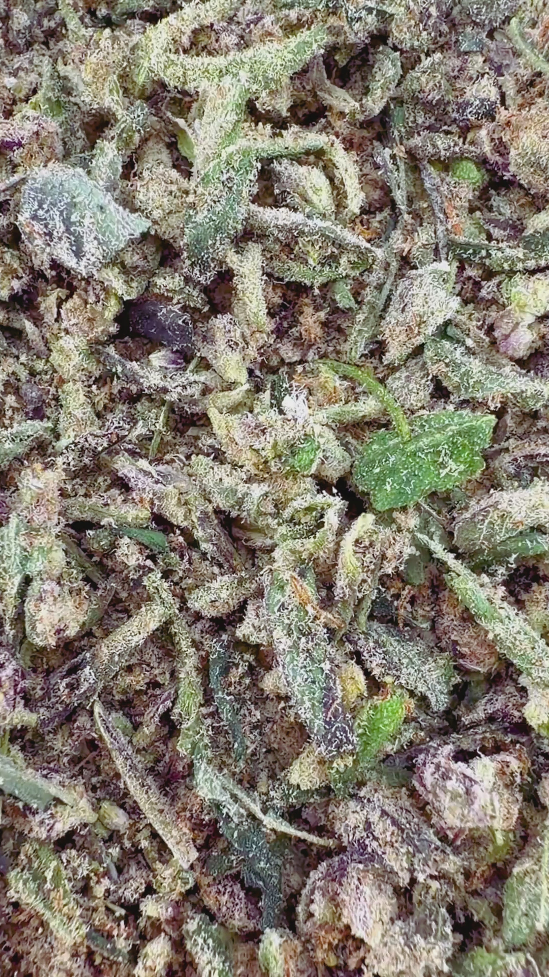 (Buy 1 Get 2 Free) No5. Sherbet THCa Shake