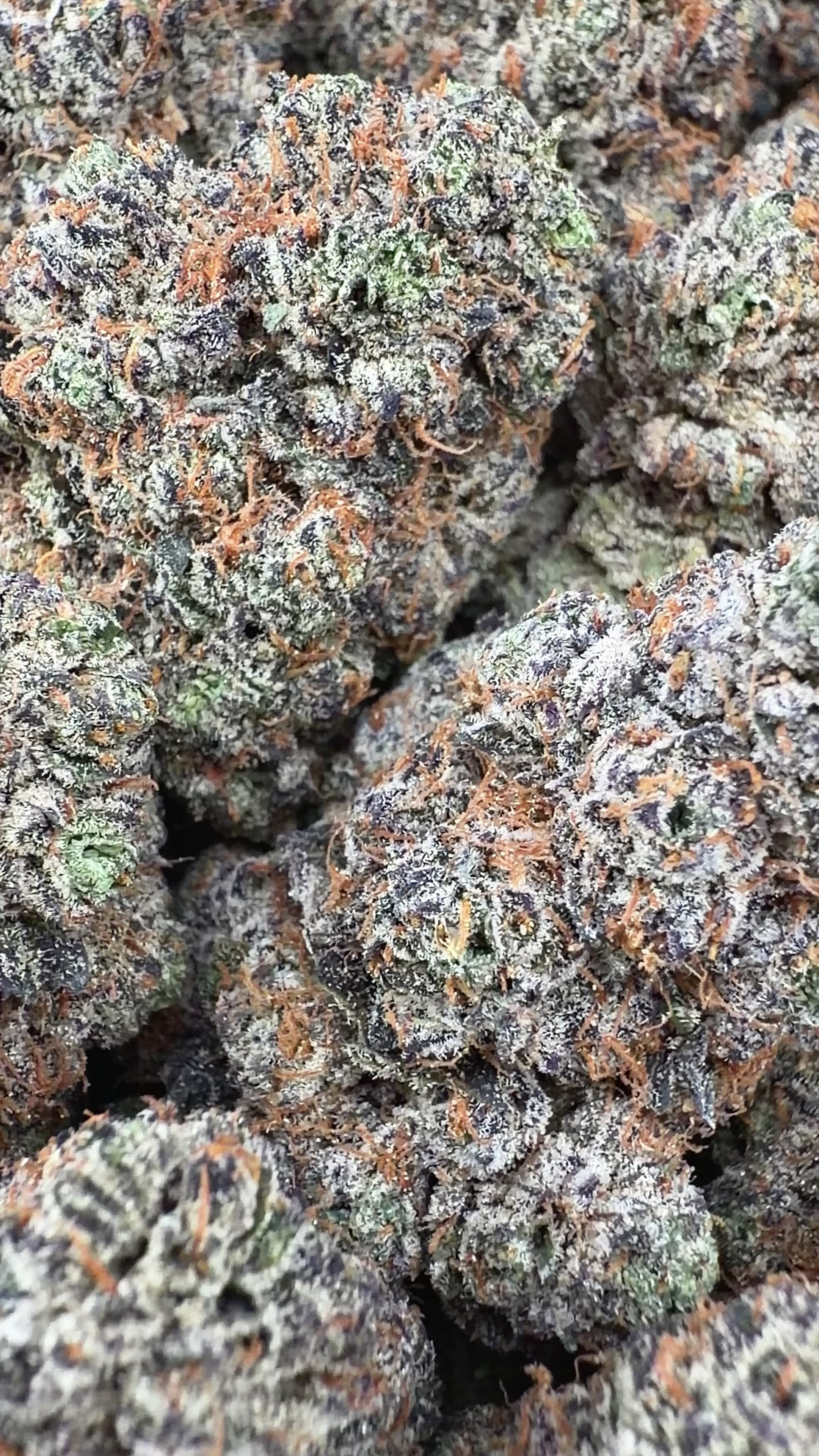 (BOGO HP Bulk) Purple Cream Cake- Indica Hybrid