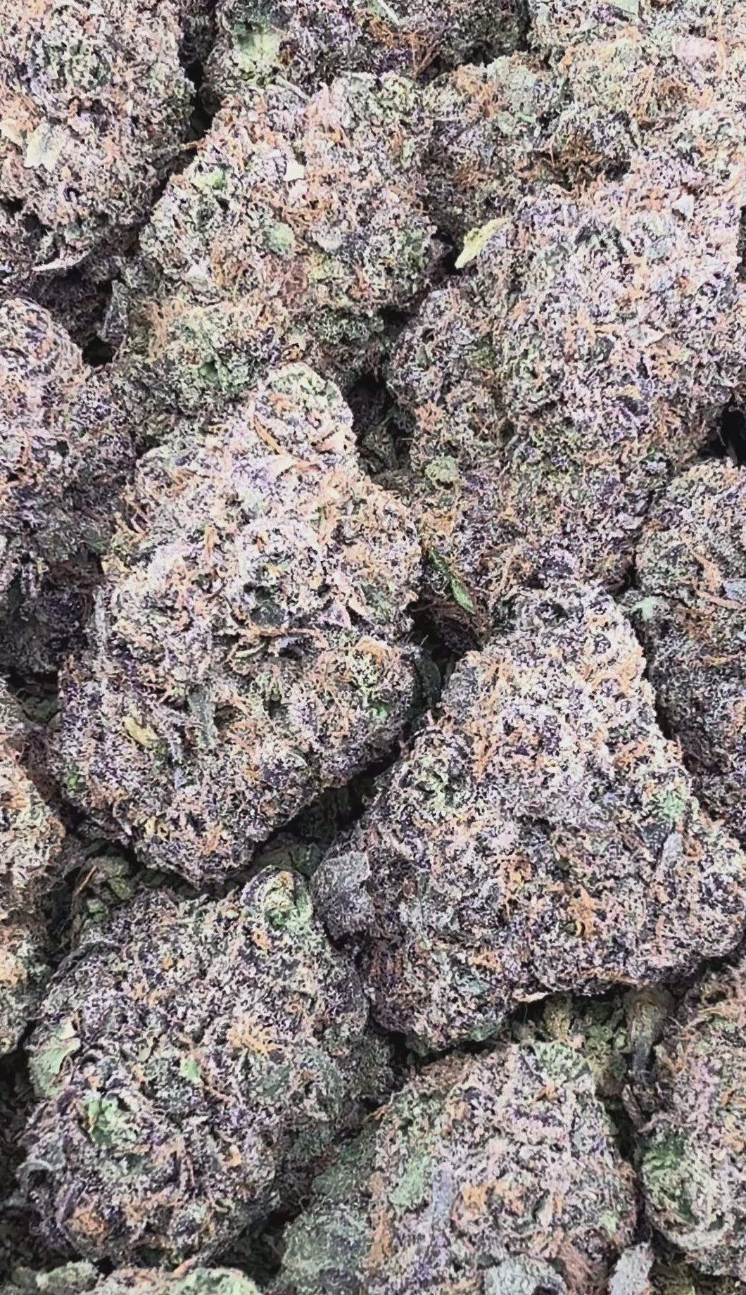 Lemon Cherry Gelato
