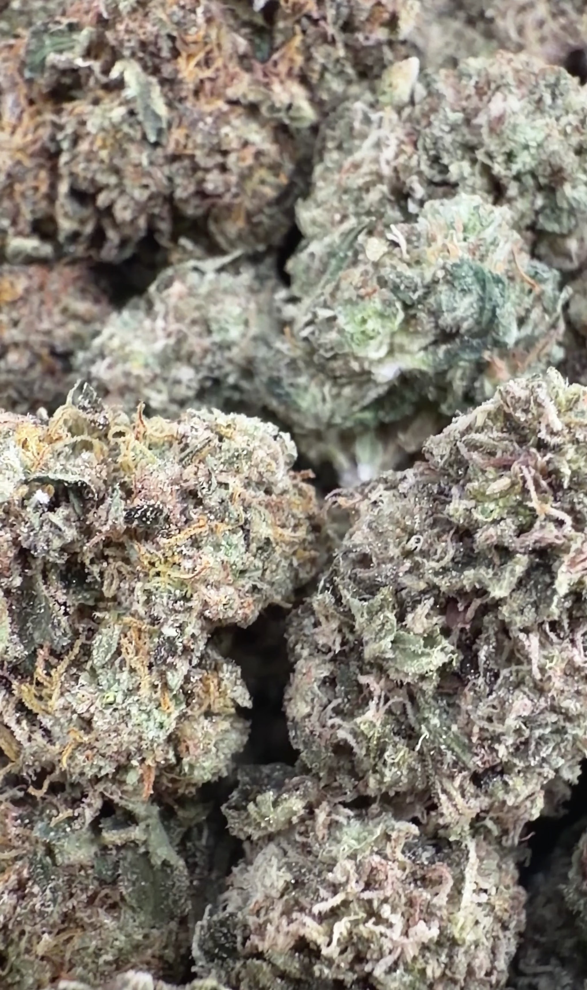 Bubba Kush (Wholesale Clearance) - Valley Hemp