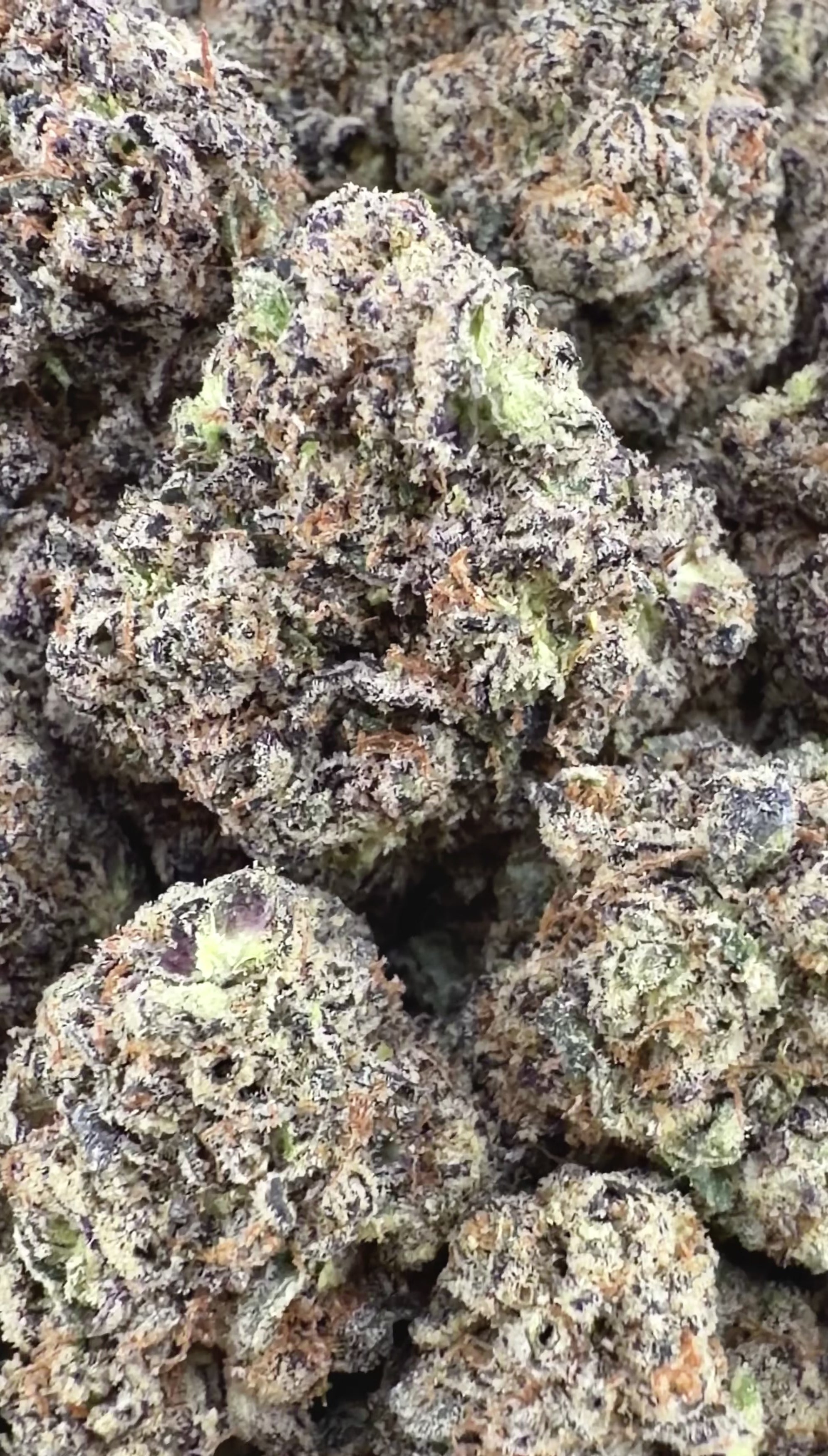 Cali Gas (Wholesale)