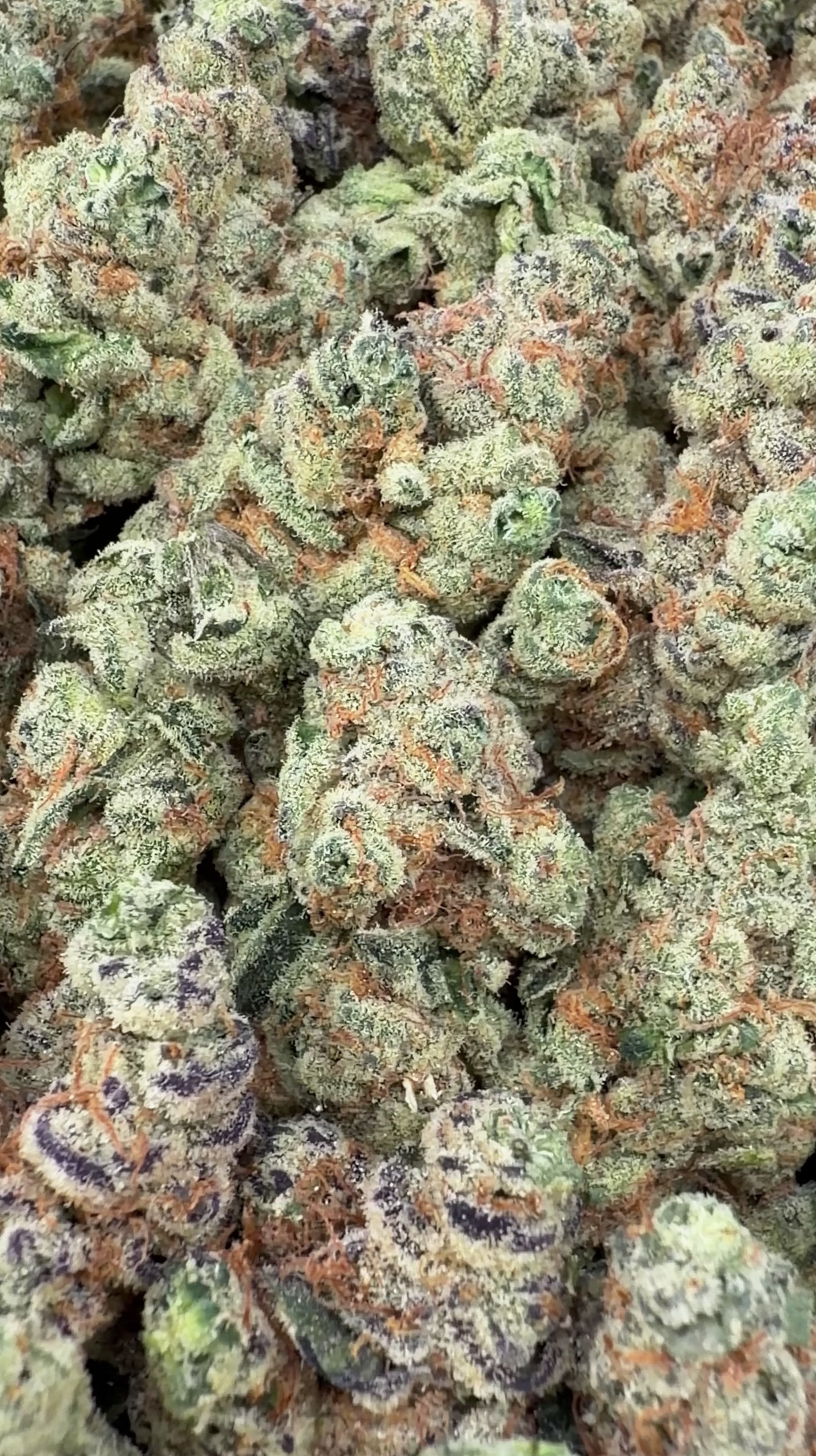 Garlicane (Wholesale)