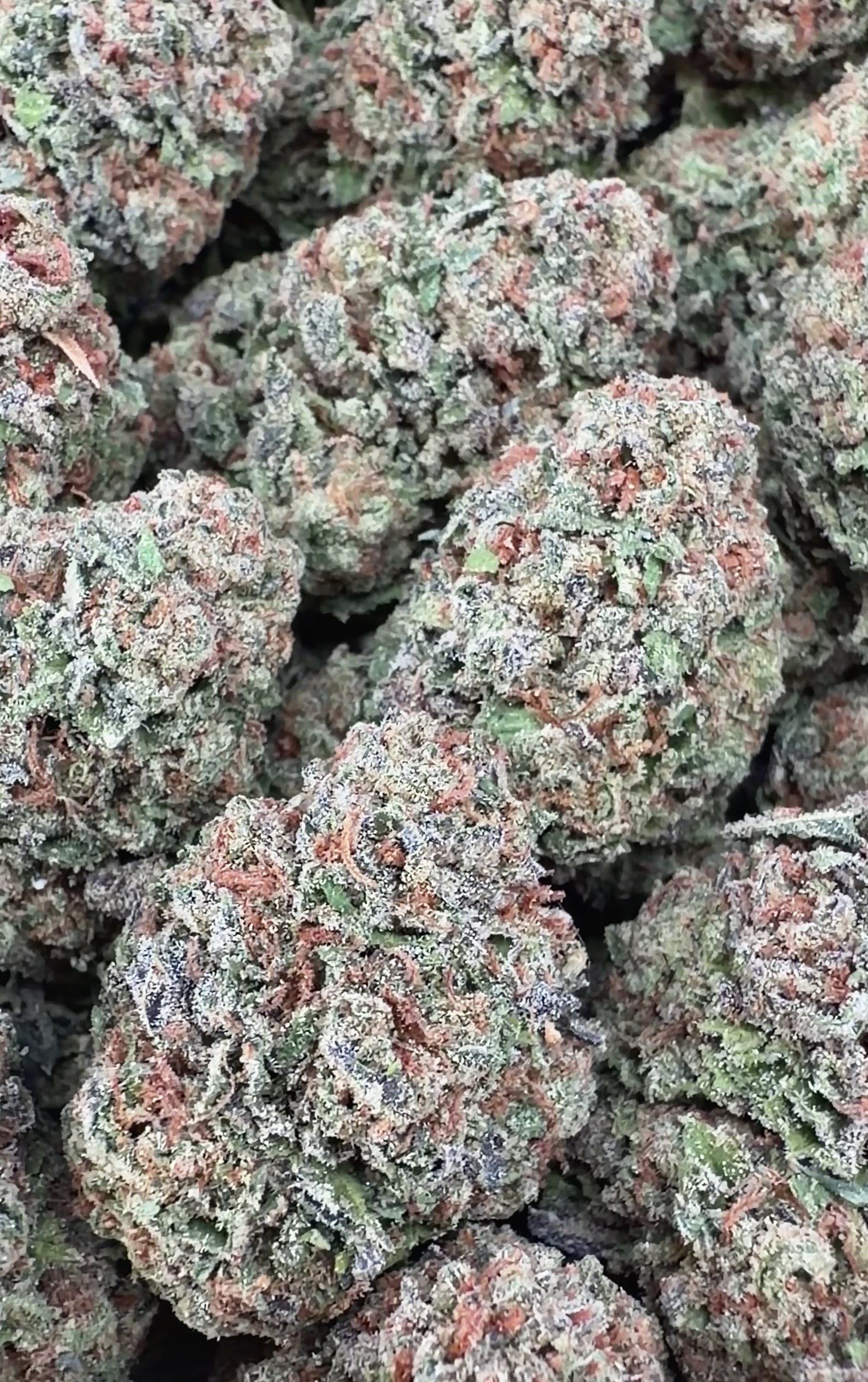 Candy LCG (Wholesale Clearance)