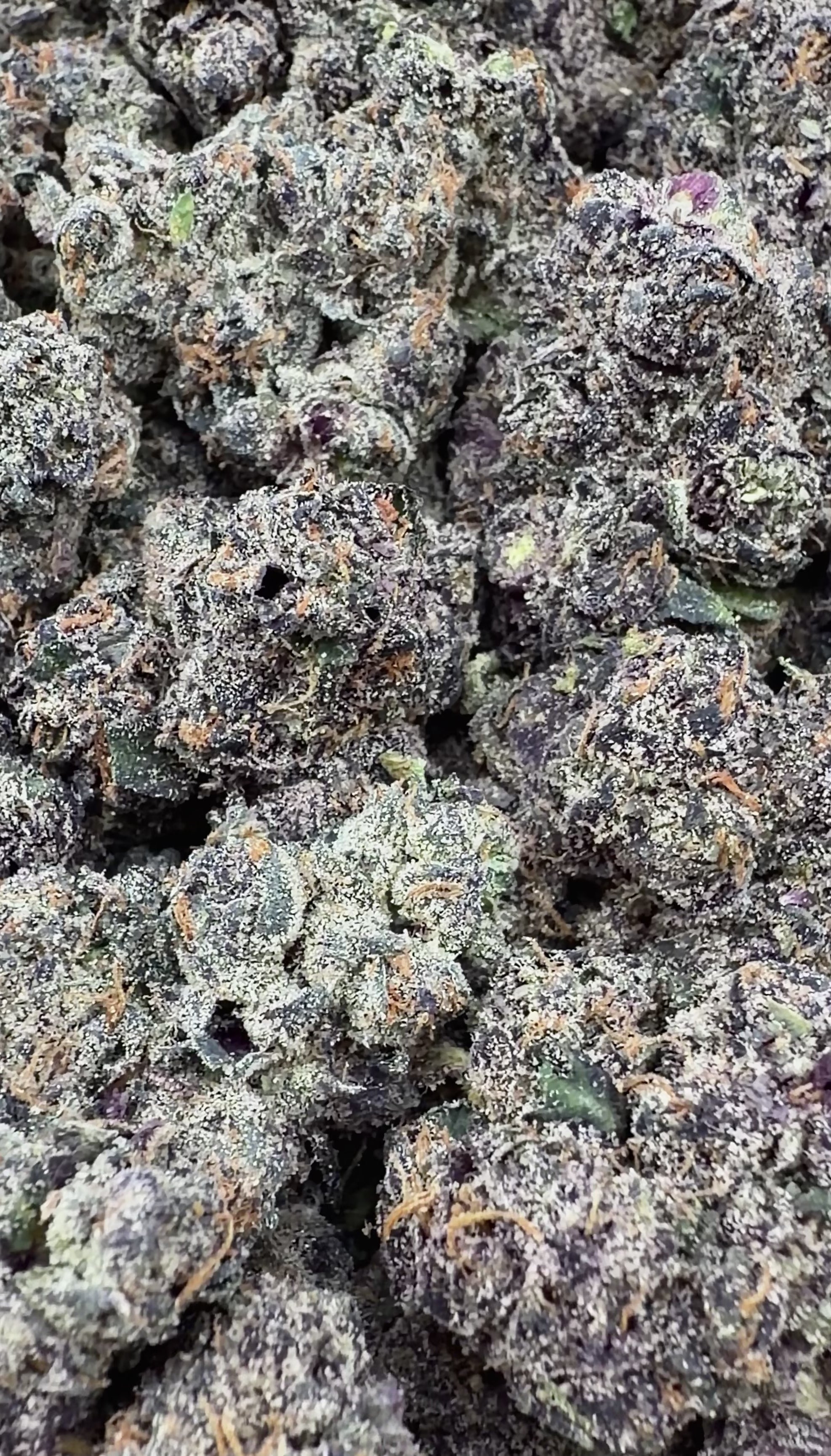 Exotic Grandaddy Purple (Wholesale)