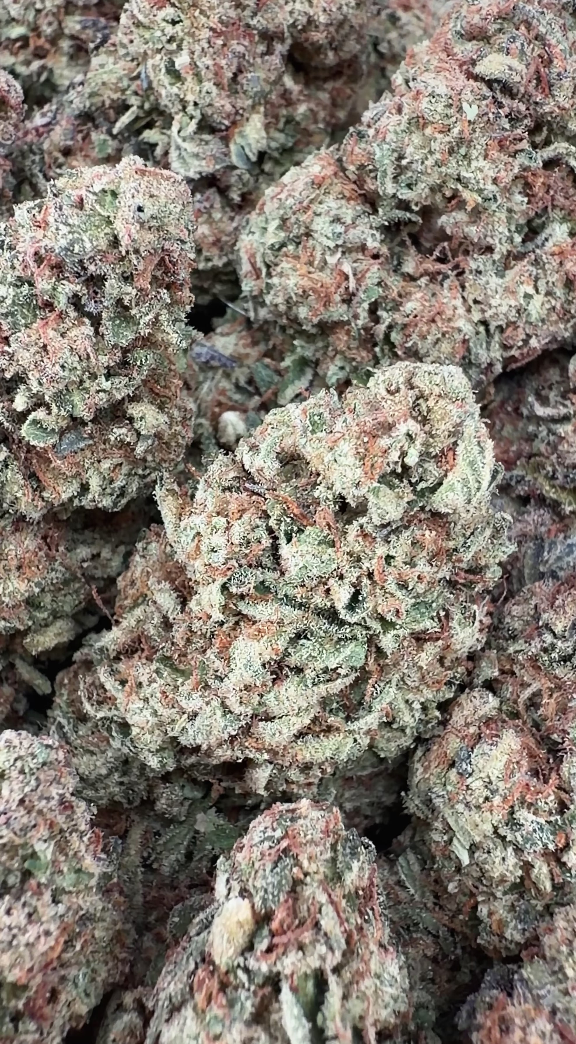 Grape God (Wholesale Clearance)