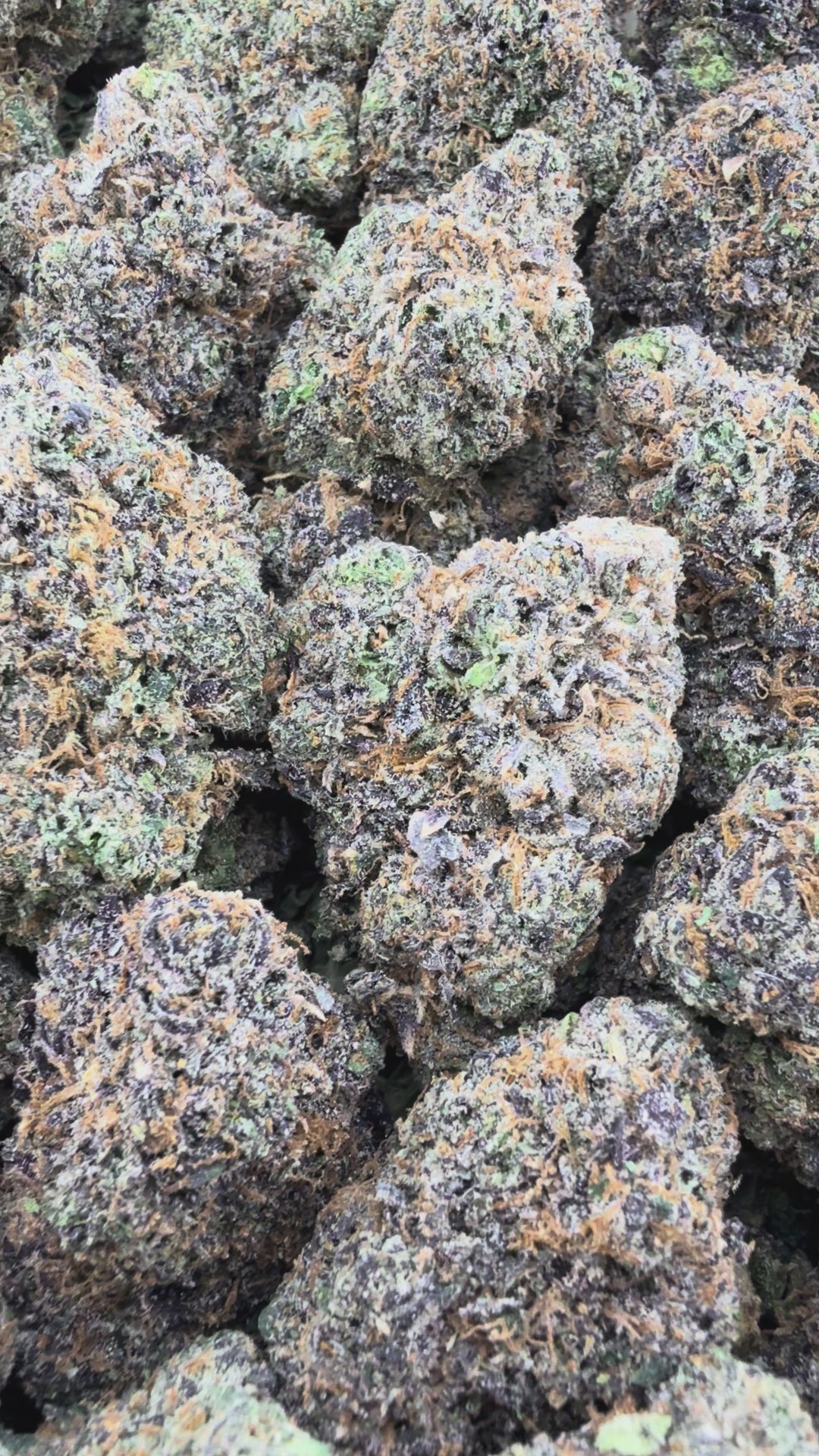 Lemon Cherry Gelato