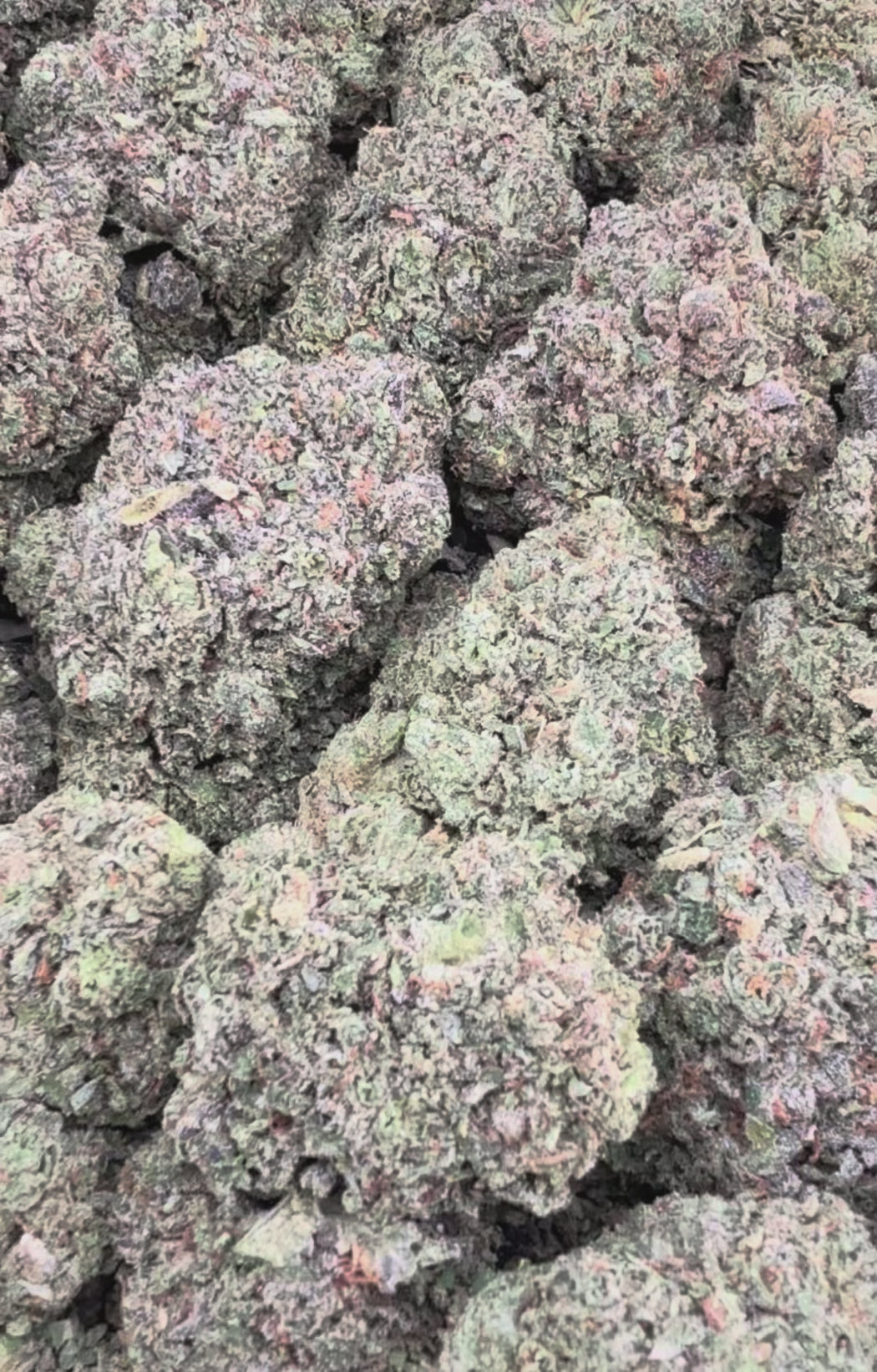 Gelato 33