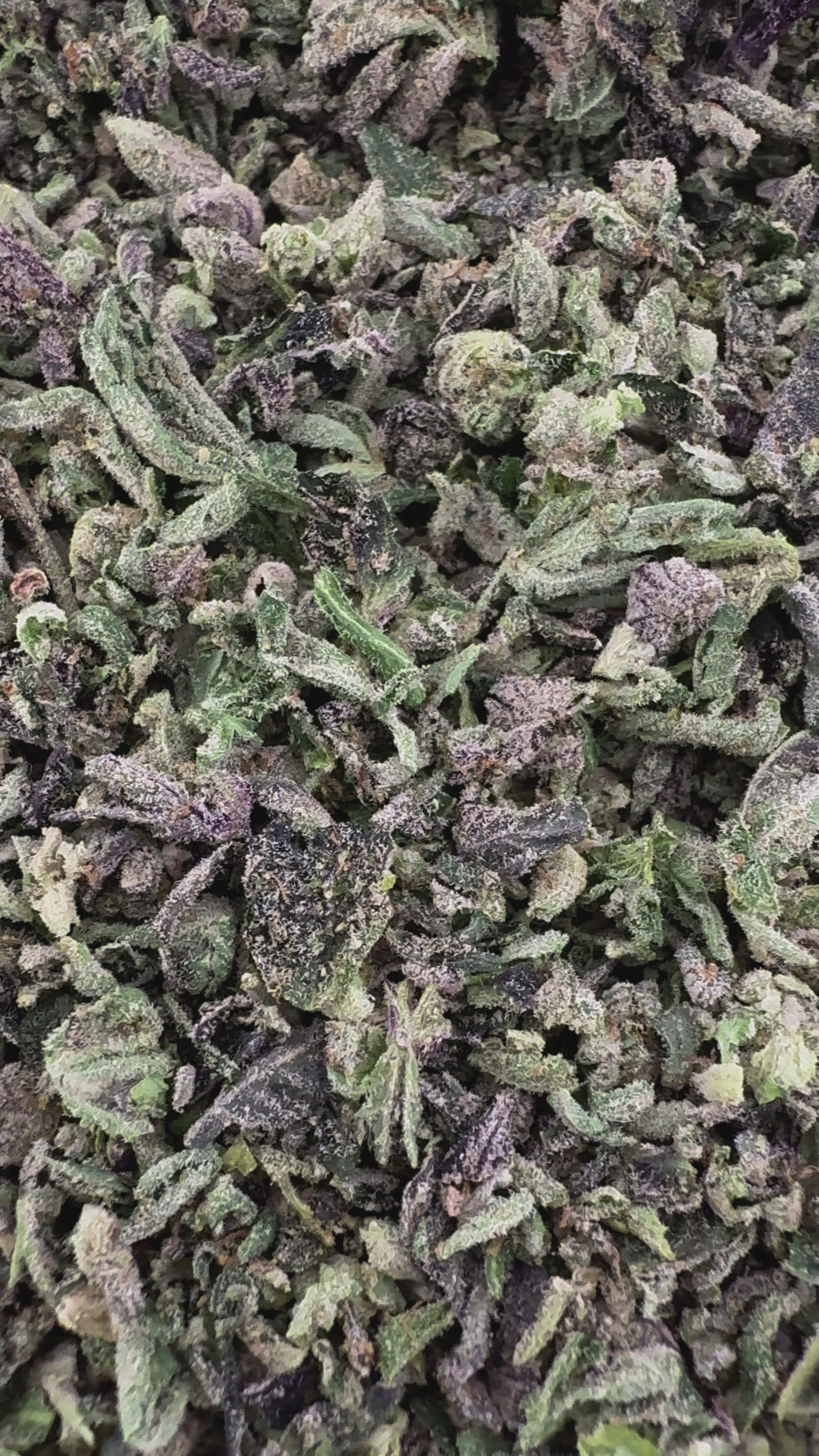 No 1. LA Pop Rock THCA Shake