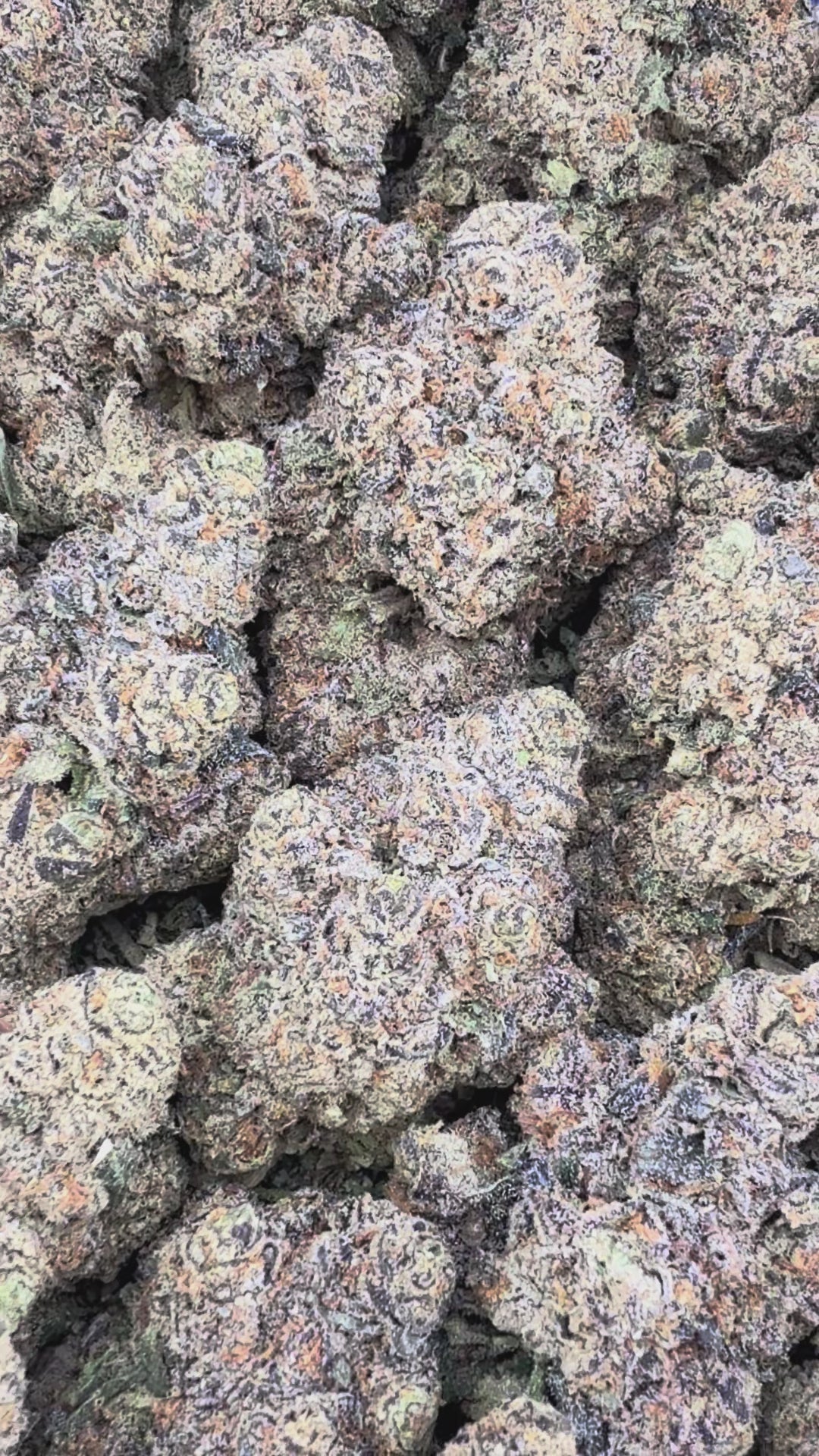 Juicy Fruit  (Wholesale)