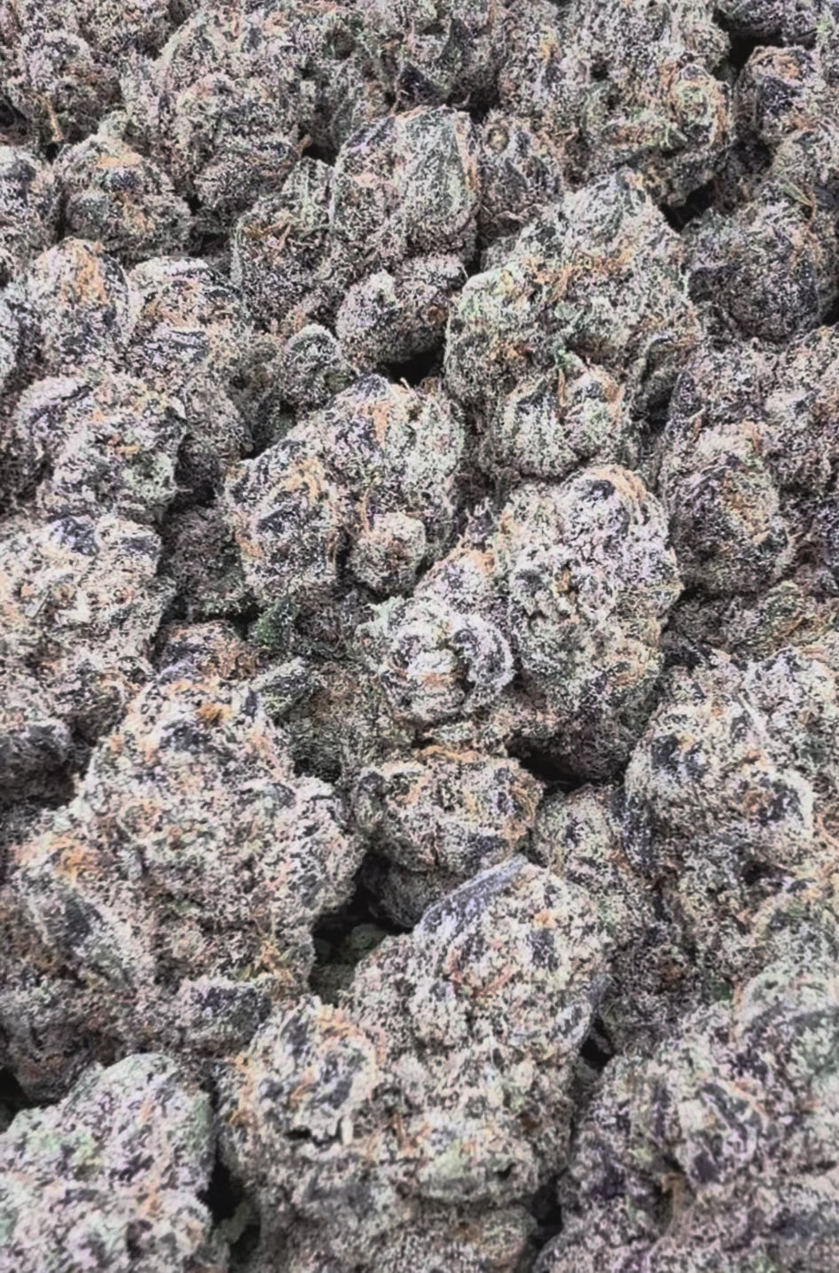 Zerowon Runtz ( Wholesale )