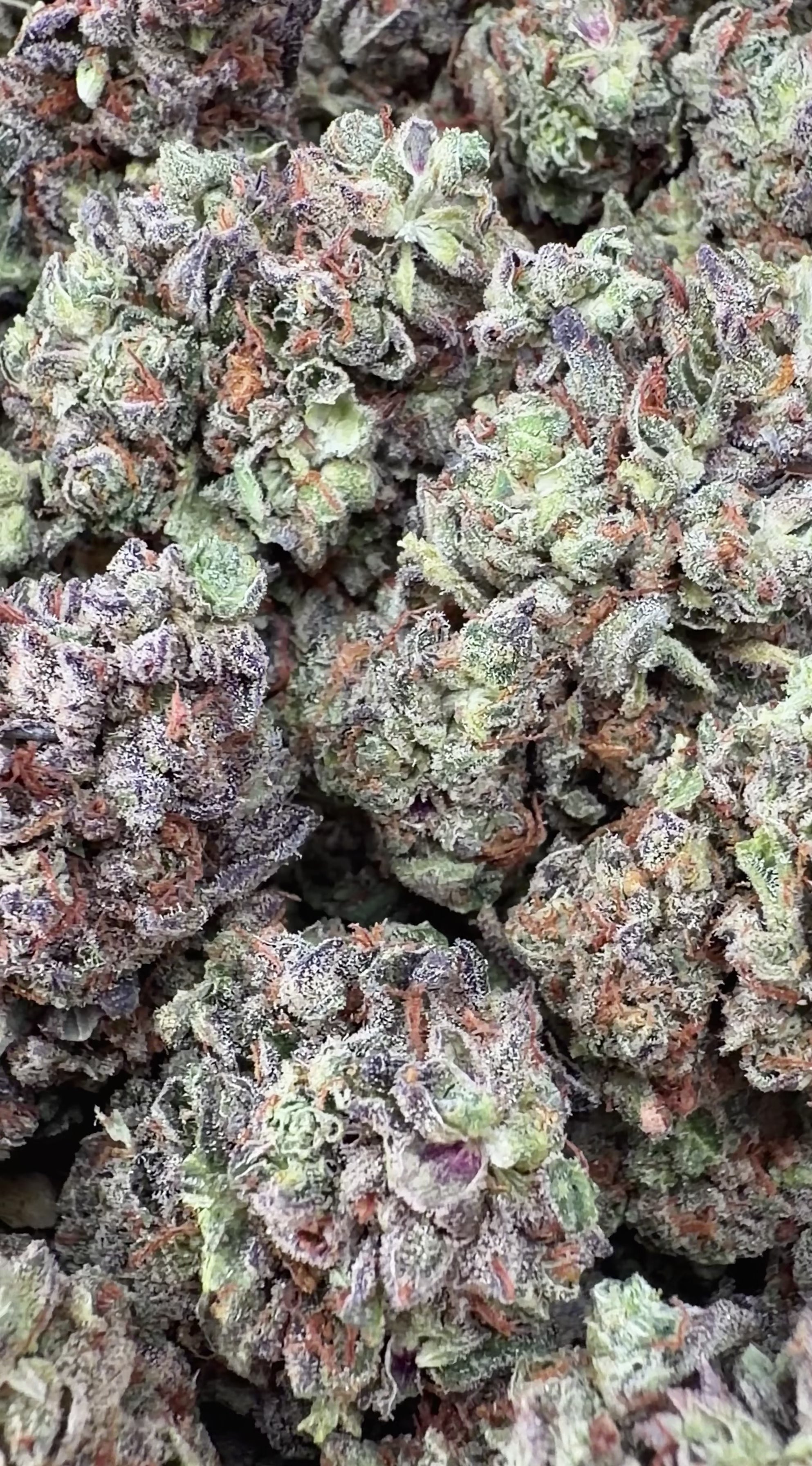 Grape Haze