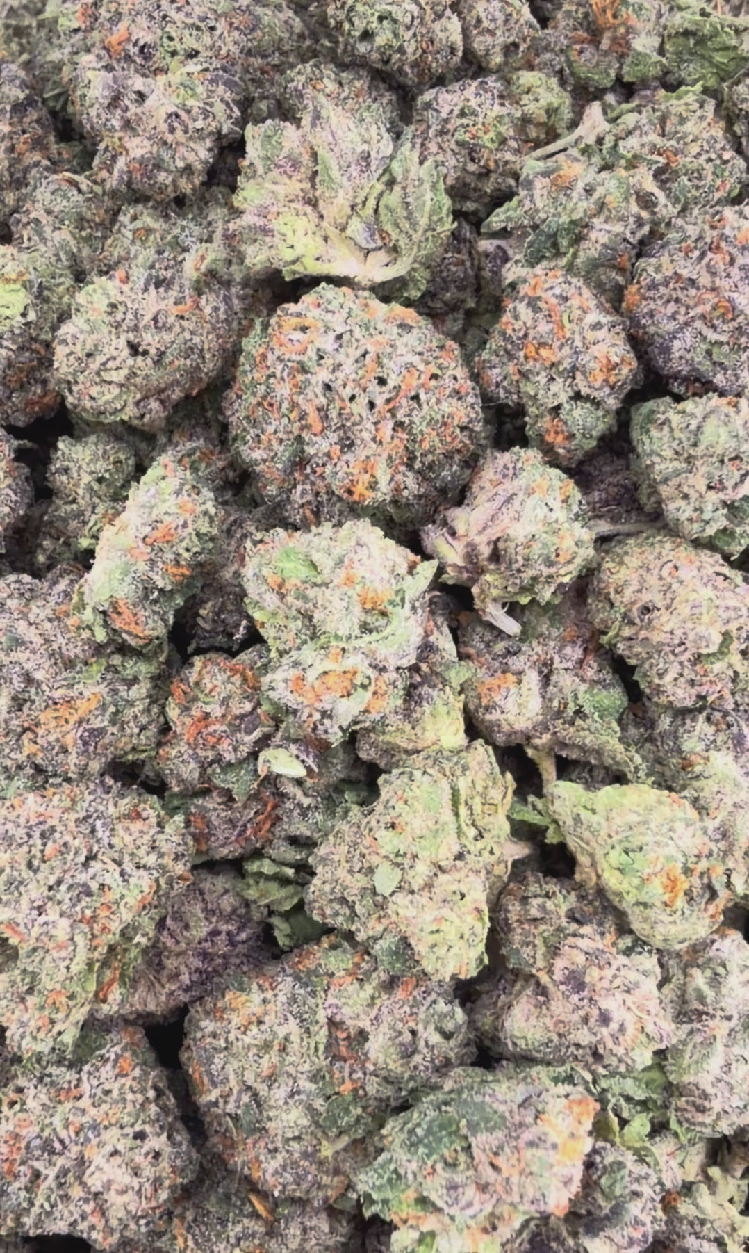 Gelato 41 THCa Exotic Smalls