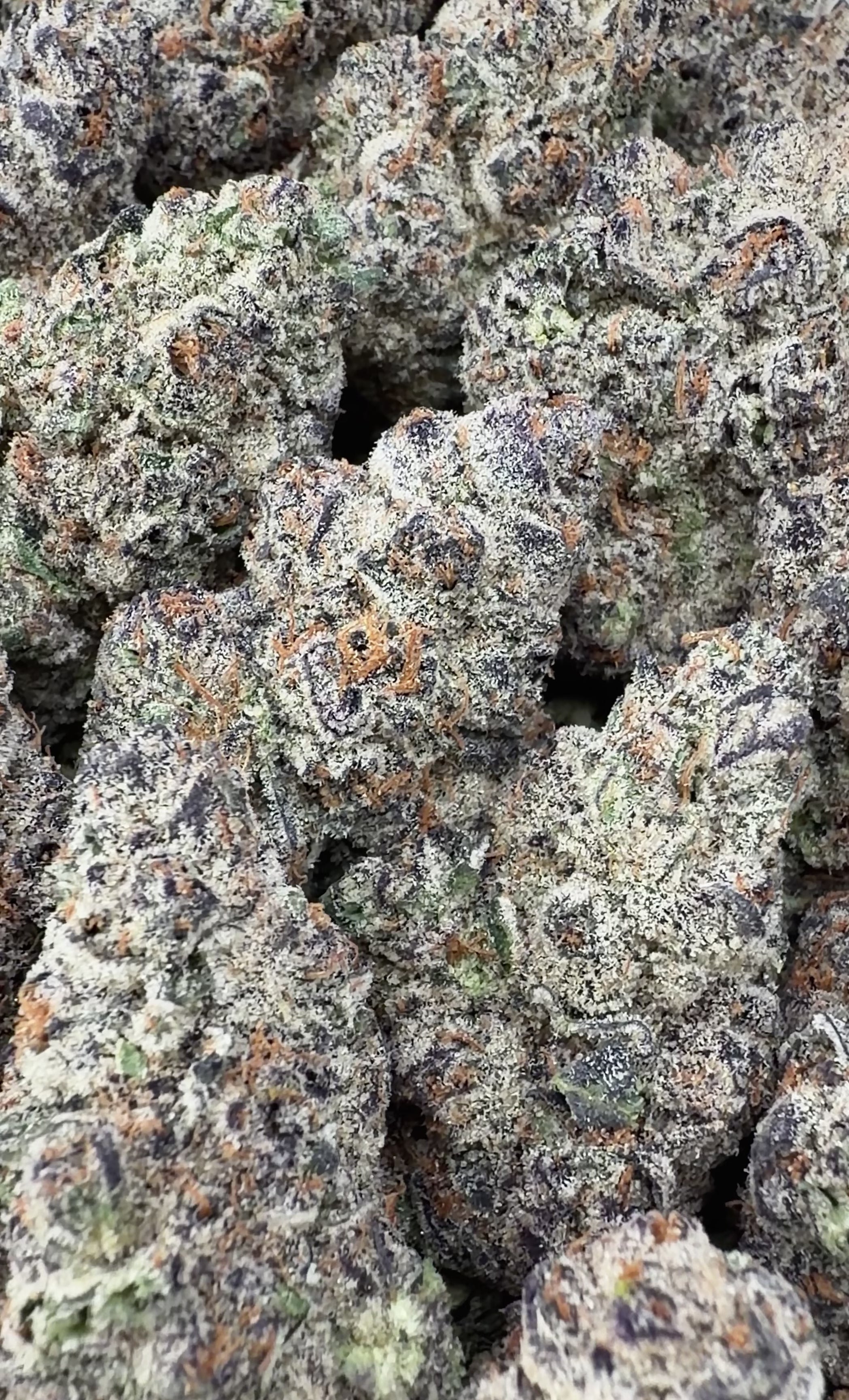 Exotic Sherbet (Wholesale)