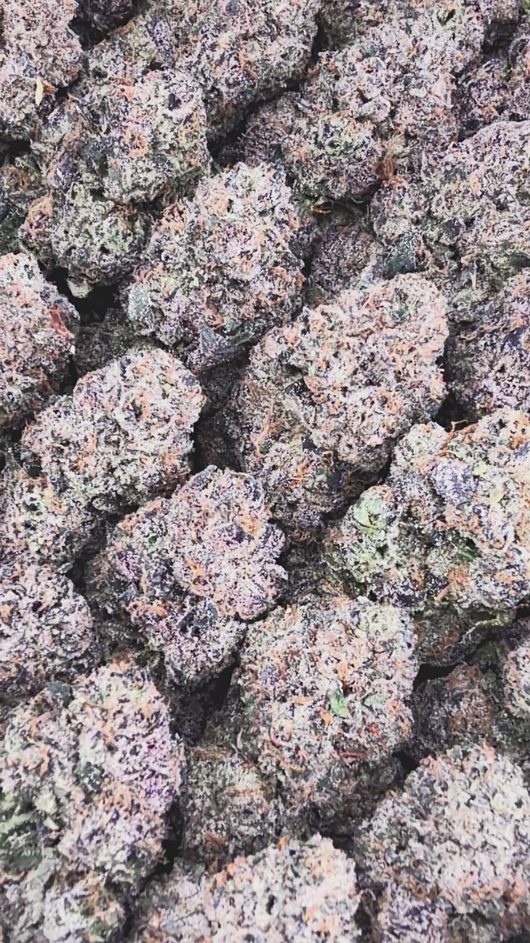 Black Cherry Gelato