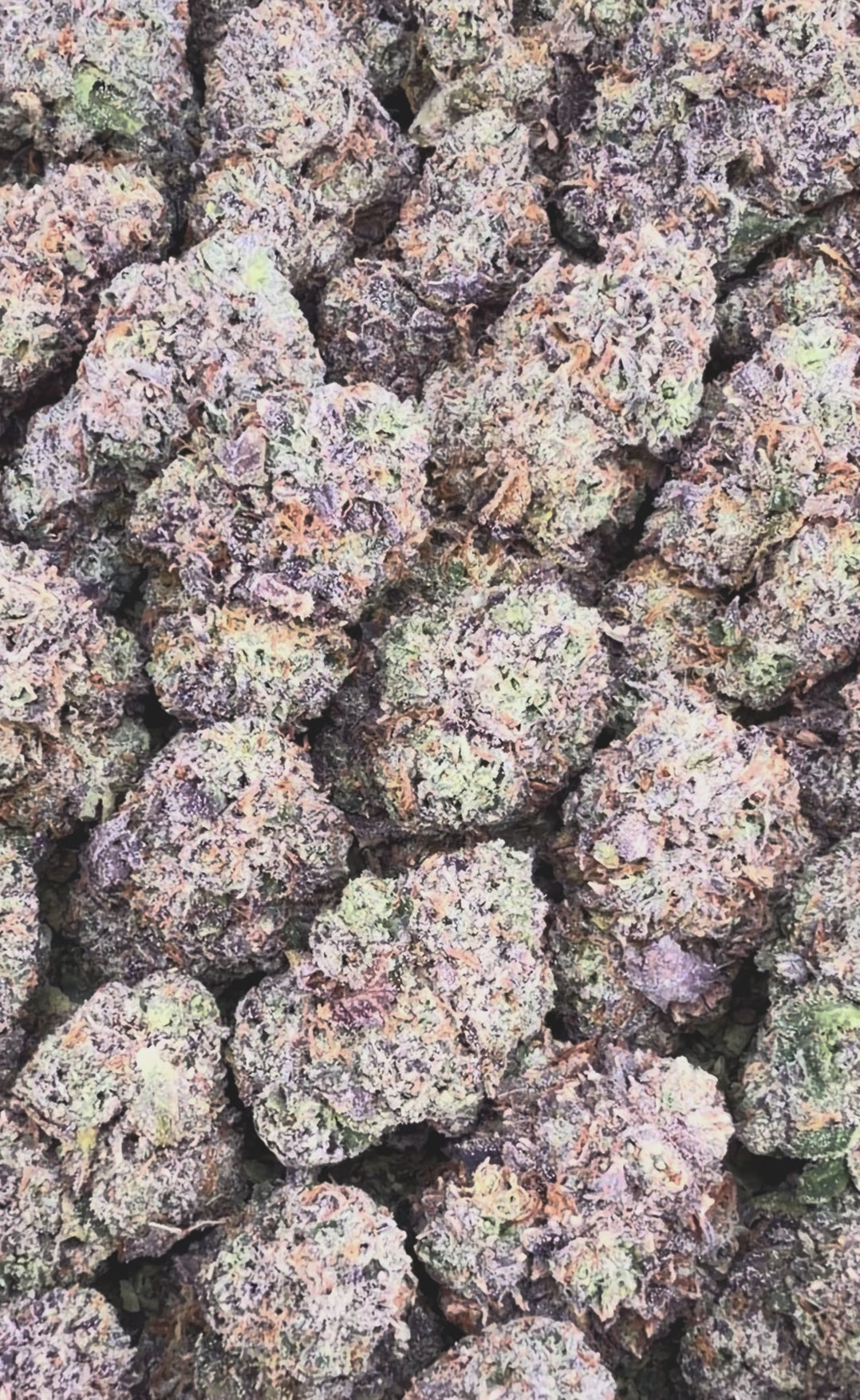 Gelonade ( Wholesale )